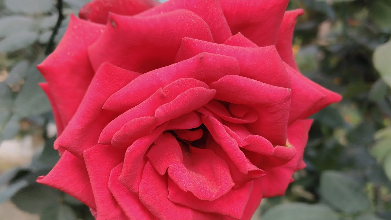 শুভ সন্ধ্যা