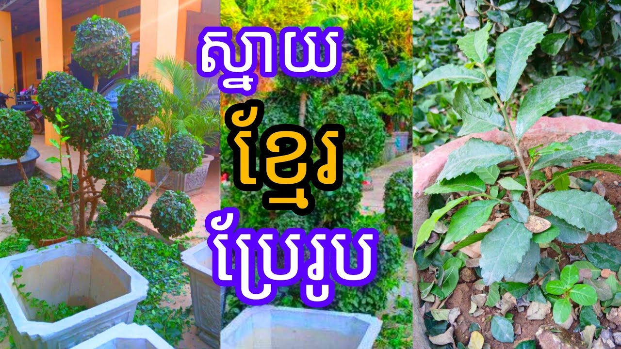 ស្នាយខ្មែរប្រែរូប 