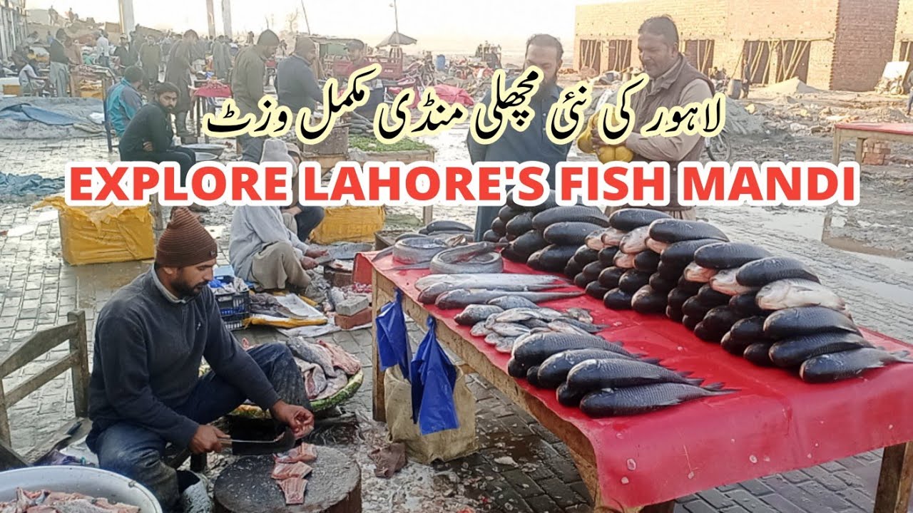 Exploring Lahore Fish Mandi | new fish mandi lahore | Fish market lahore | Lahore new machli mandi