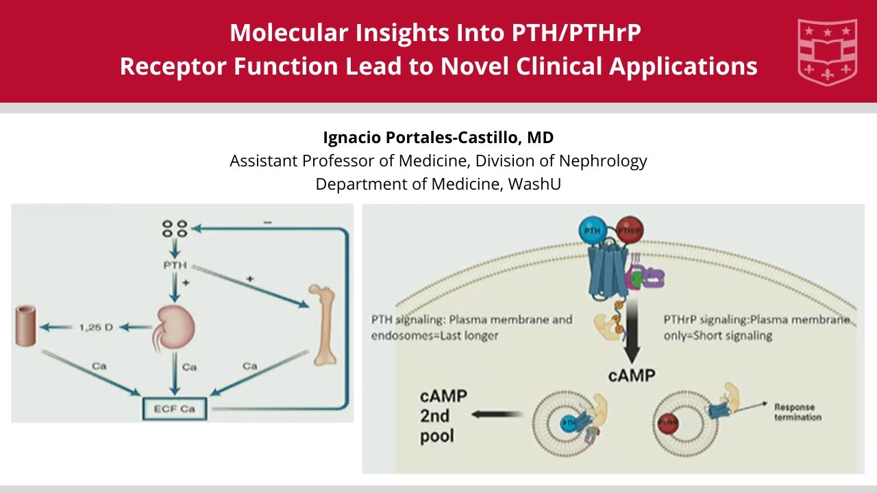 9-26-2024 - Molecular Insights Into PTH/PTHrP Receptor Function Lead to Novel Clinical Applications