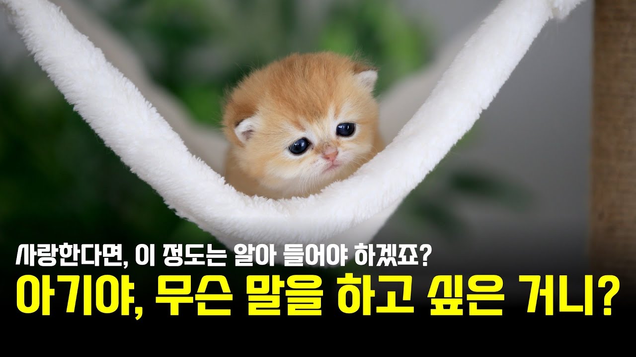 너무 사랑해서, 대학원까지 다니고 있는 그녀가 전하는 오이와의 대화법 대 공개 [오이 누나]