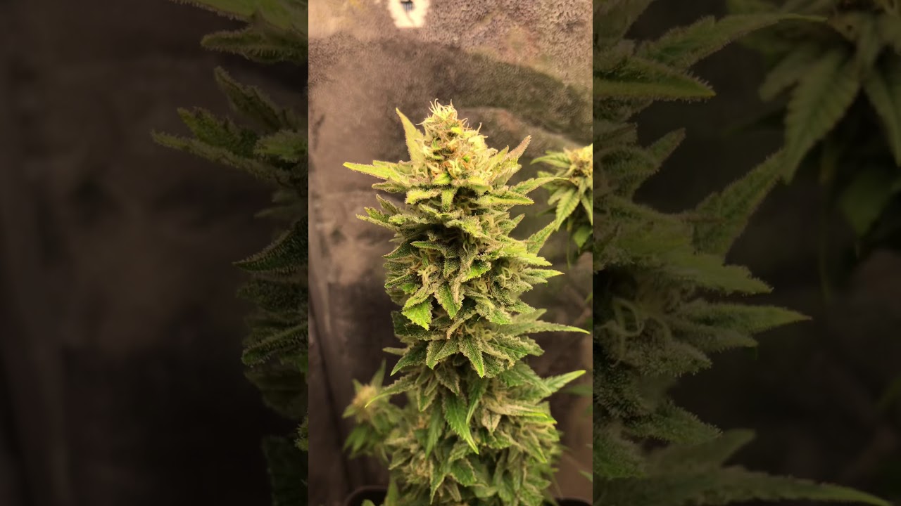 Mars Hydro TS 1000W & Barney&acute;s Farm 4 Weeks Flowering