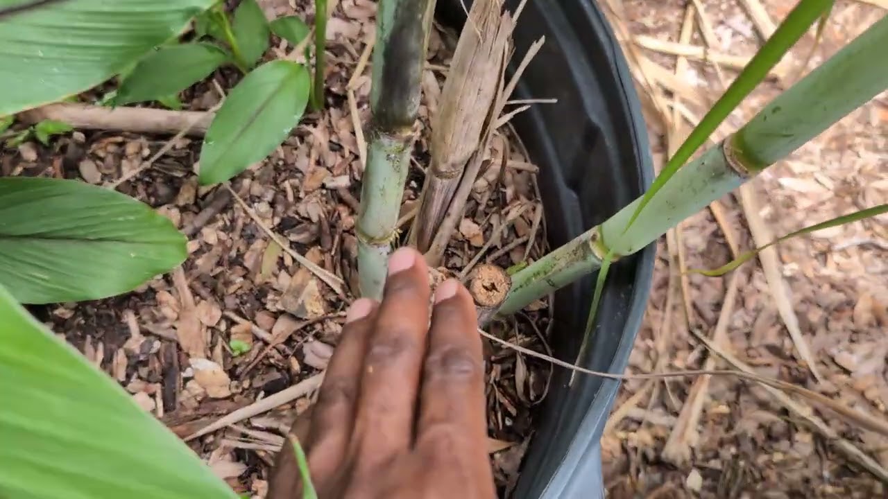 Almost 20 varieties of 🌾🌾🌾🌾🌾  SUGARCANE