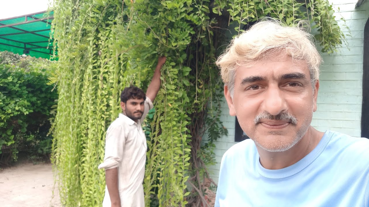 Bombay Creeper Trimming - Curtain Creeper - Tarlmounia elliptica - Parda Bail - Engineer Ka Bagh