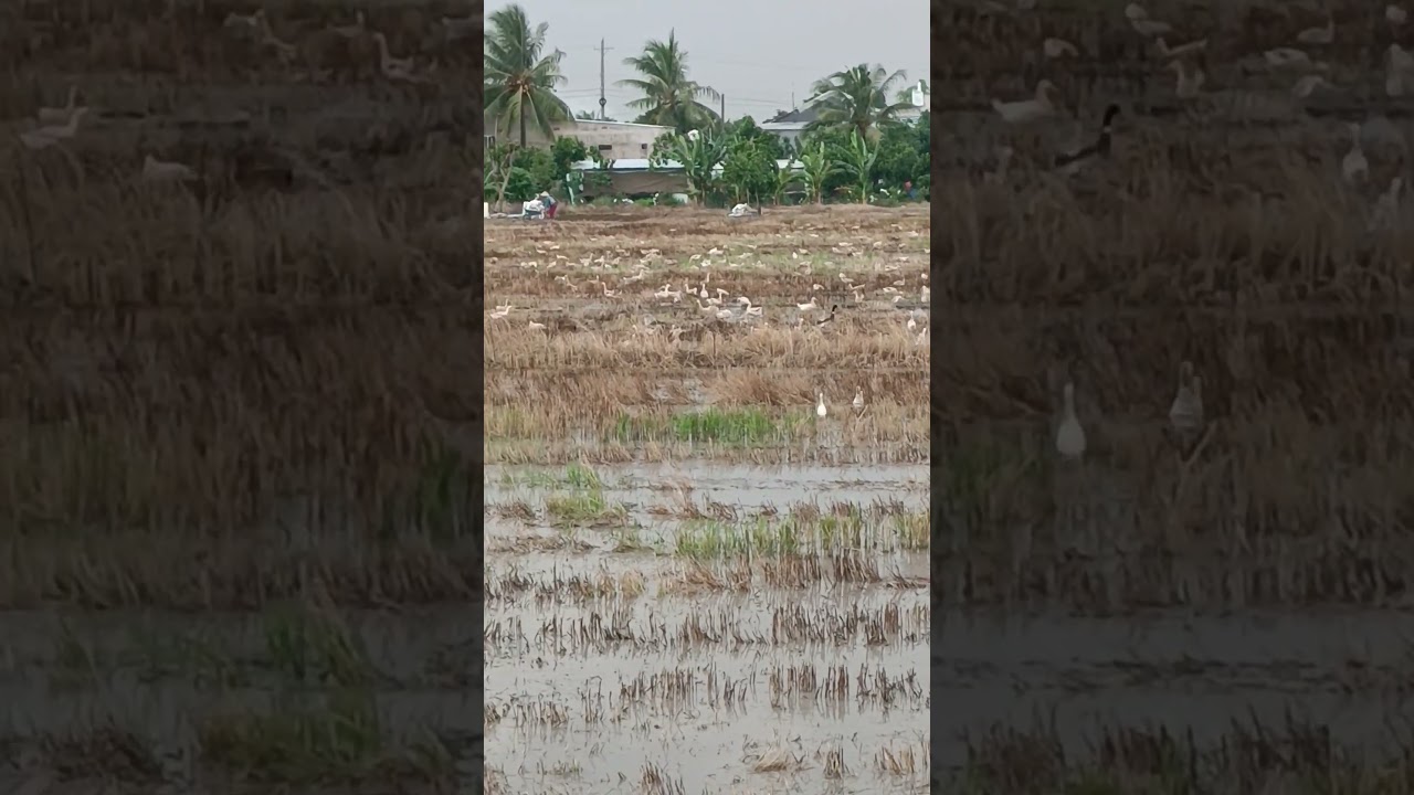 🇻🇳🪿#duck. copper smoke and ducks part 6🦆🌴#satisfying #farmers