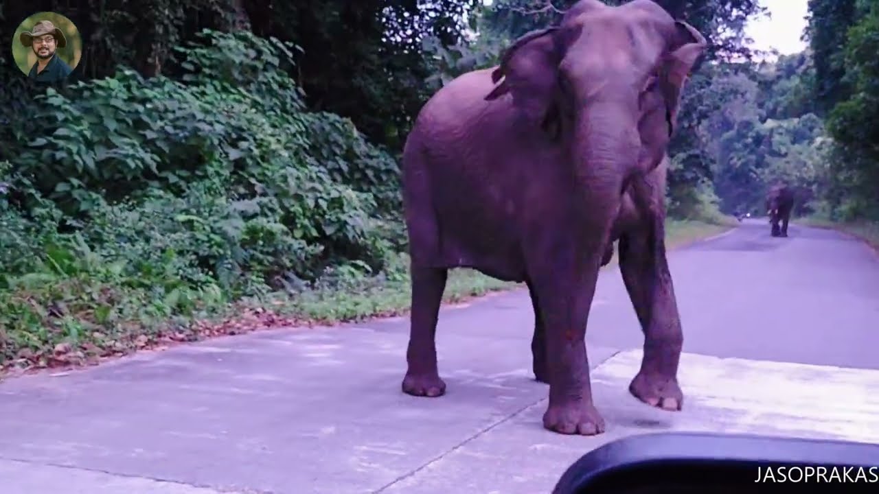 Elephant Attack #elephantattack
