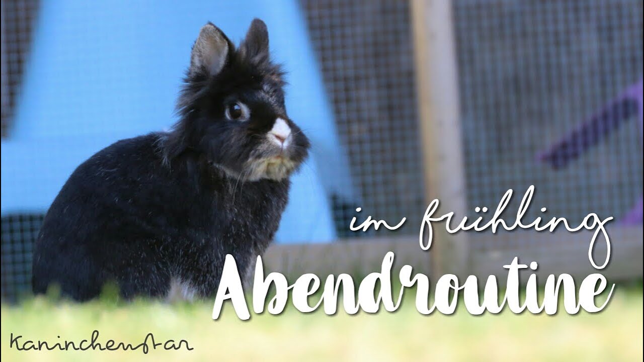 ABENDROUTINE im Frühling 🌸🐰 bei den Kaninchen | Kaninchenstar