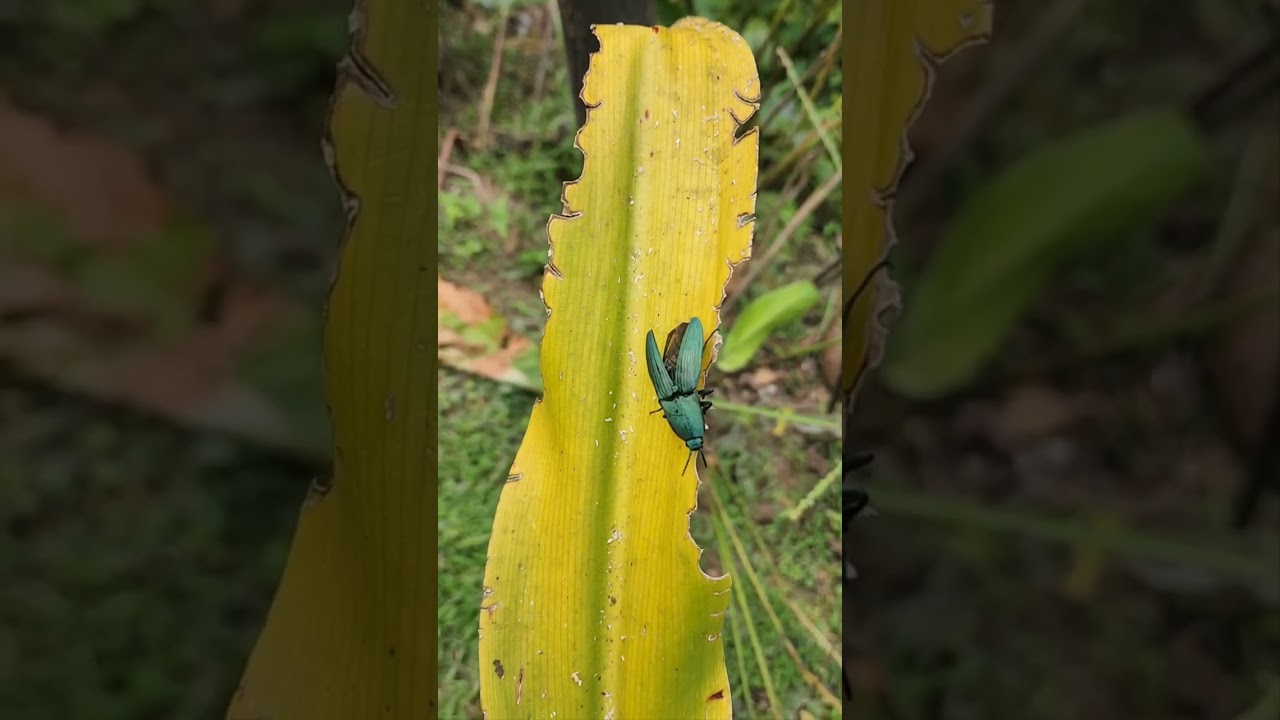 JOHN FIRST TIME AT SHURLAND JAMES HUMMINGBIRD NATURE PARK TOBAGO 🇹🇹