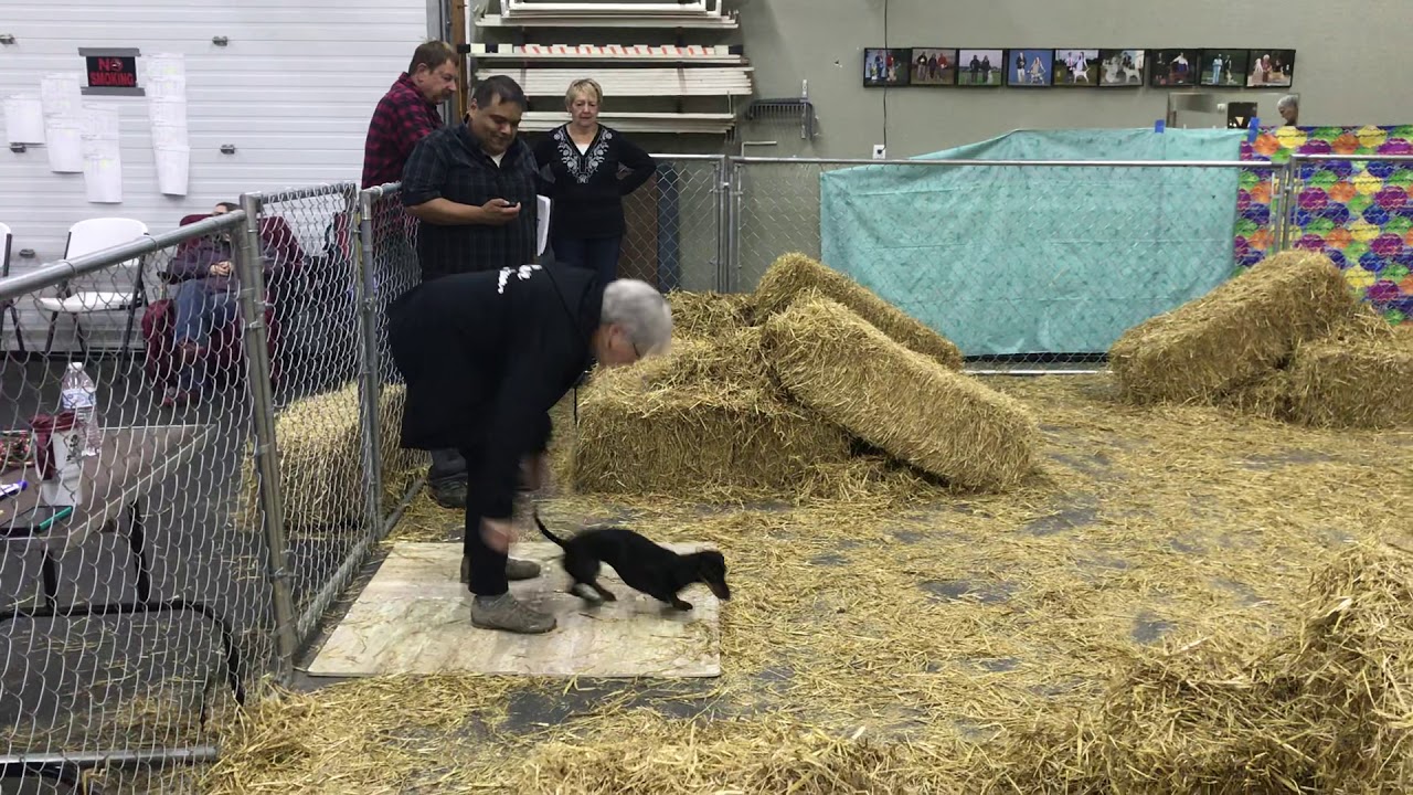 Crazy 8’s Barn Hunt Dachshund fun!