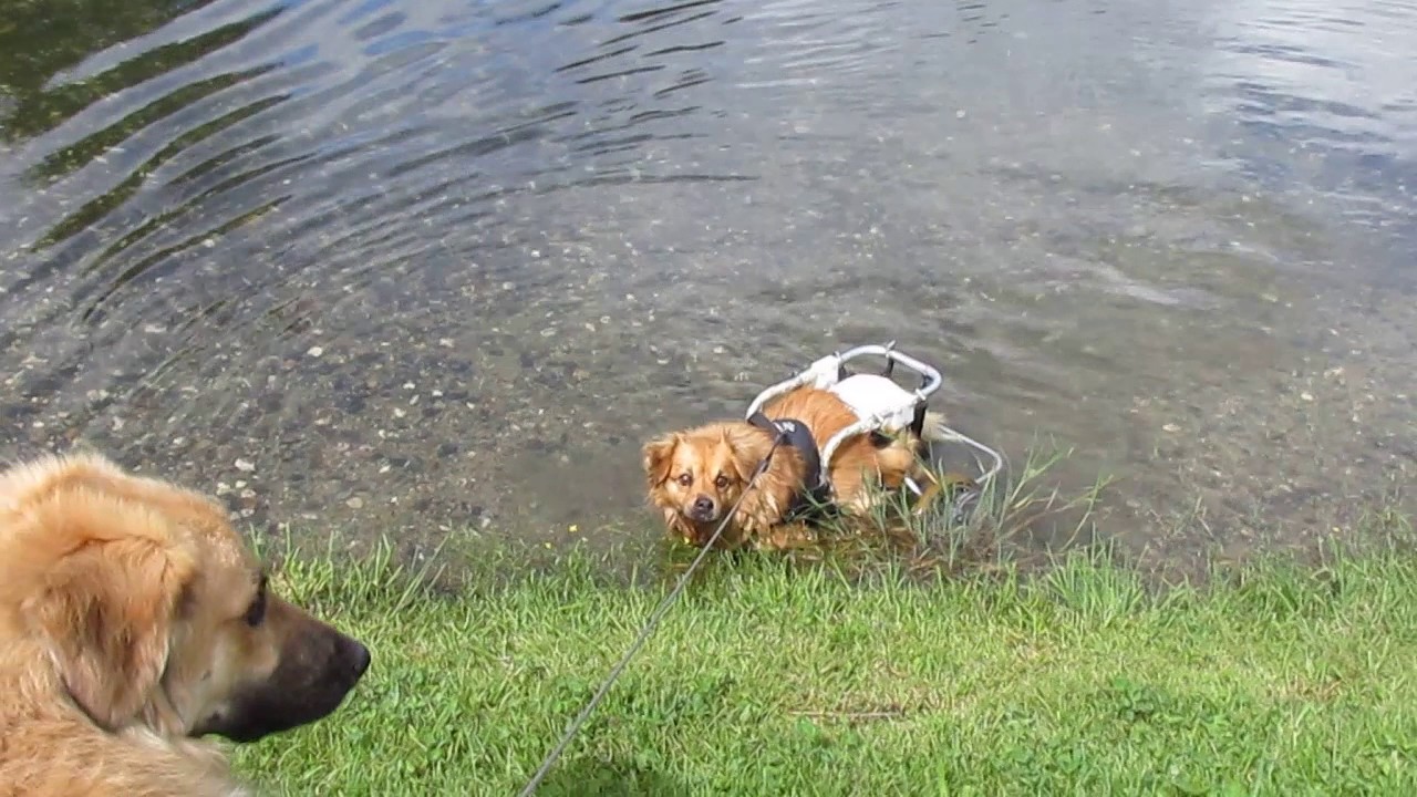 Lola im Badeweiher