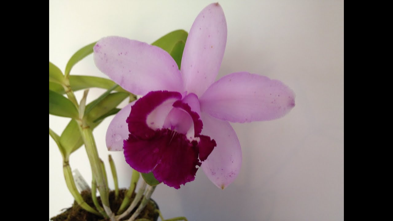 Moving Cattleya Intermedia From Sphagnum to Bark
