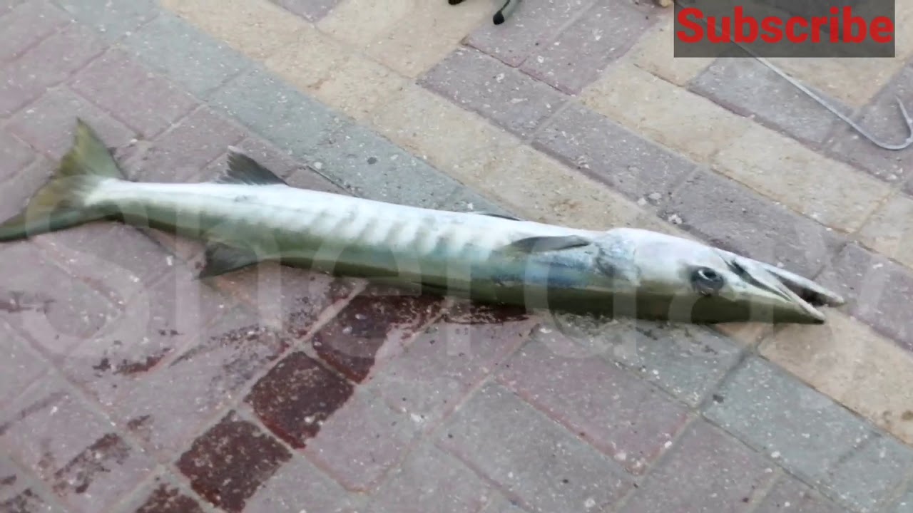 Fishing at Dammam | big catch | Barracuda 8kg and 7kg