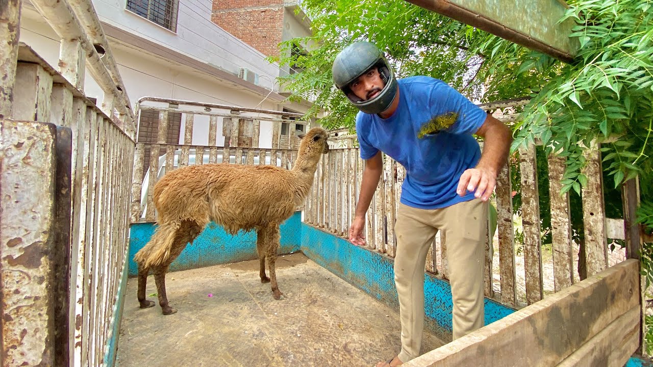 Bye Bye Lama Tmhen kbi Nahi Bhool Paun Ga 😂
