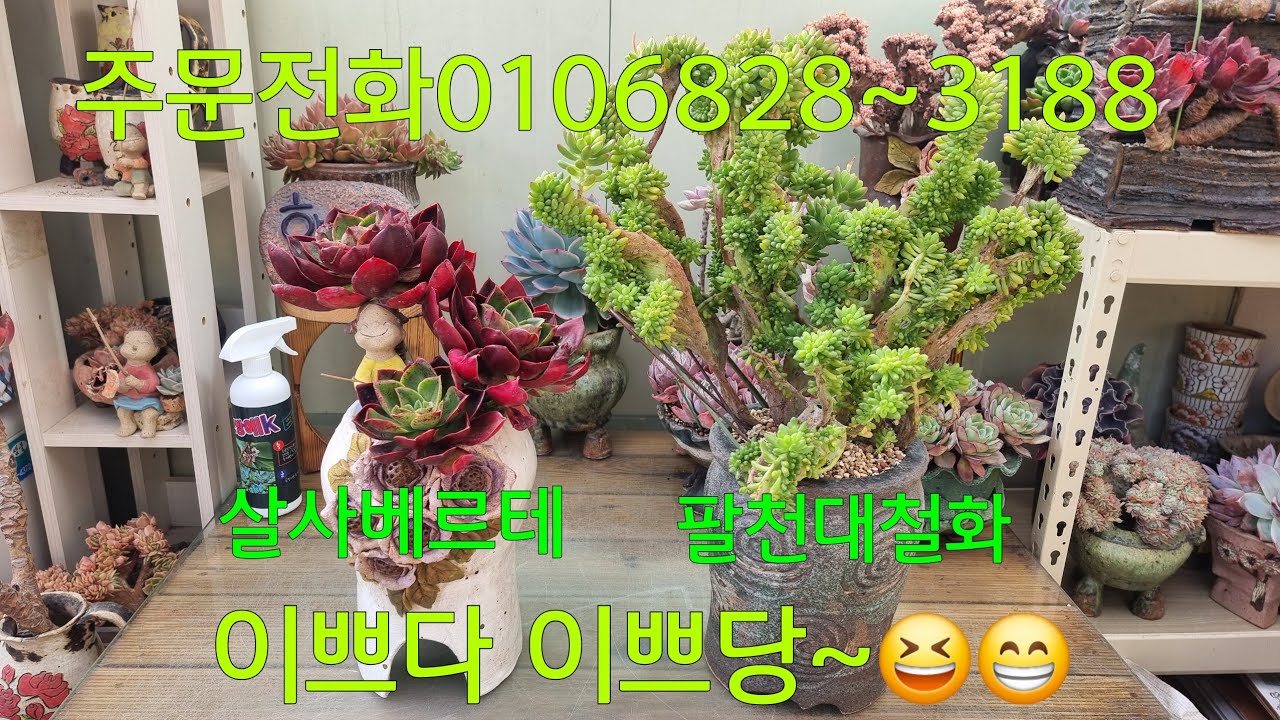 (26.3.19.목)💞살사베르테 판매완료💞누가누가 이쁜가요~😆😁