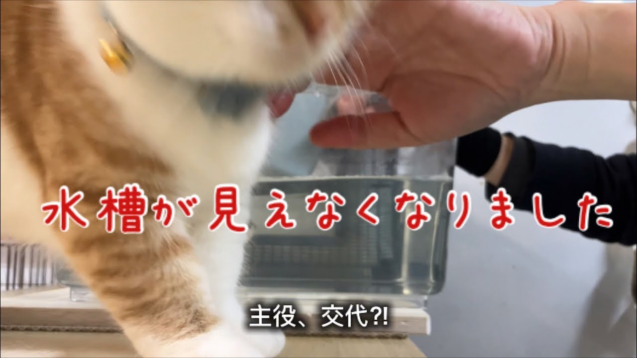 【白黒観察日記9】水槽が見えなくなりました