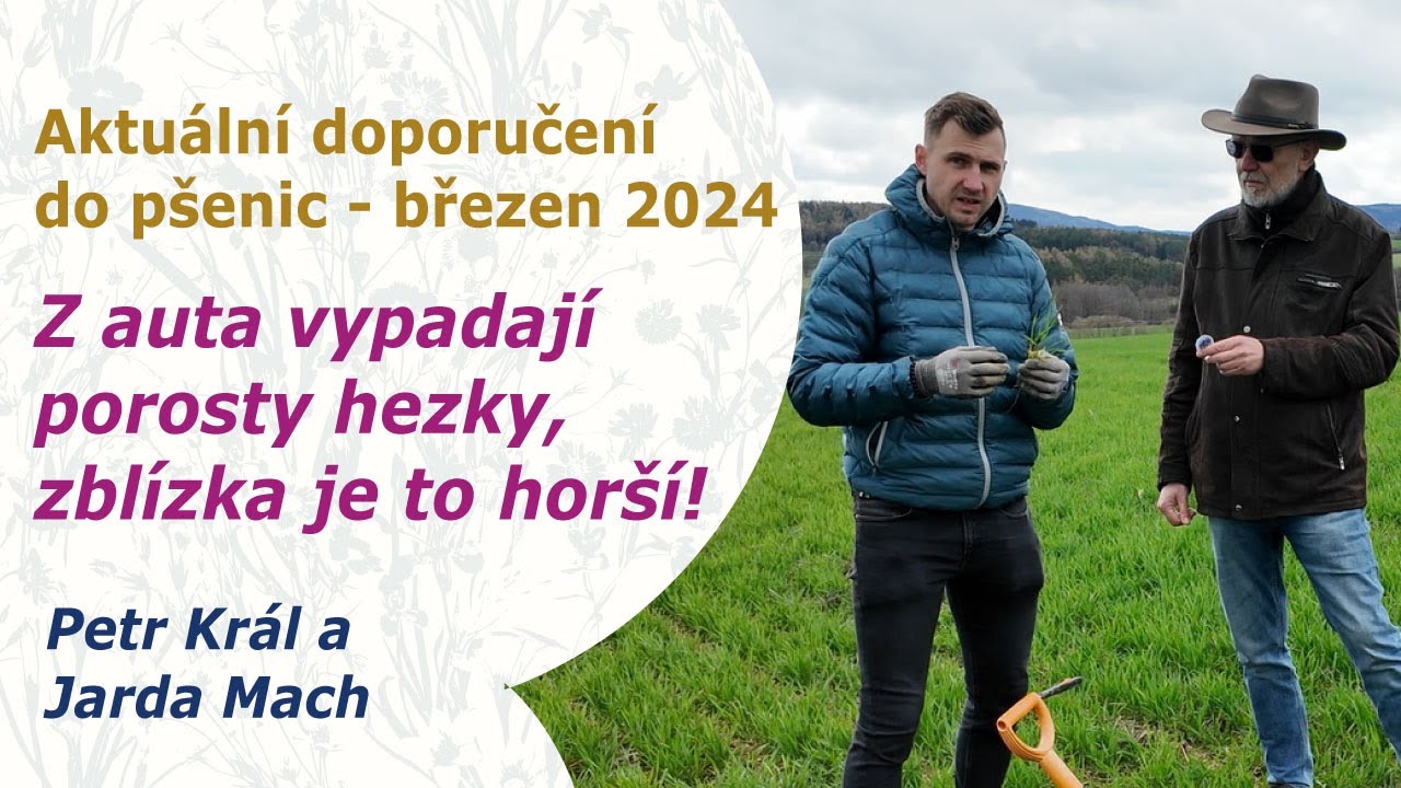 Rizikový stav porostů pšenic. | Doporučení do pšenic do poloviny sloupkování 2024 | P. Král a J.Mach