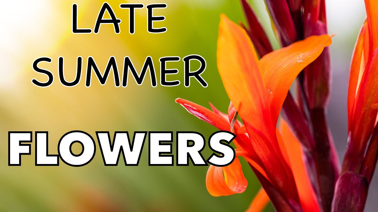 BOLD Exotic Flowers for Late Summer Colour