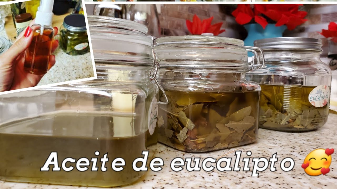 Como hacer aceite de eucalipto