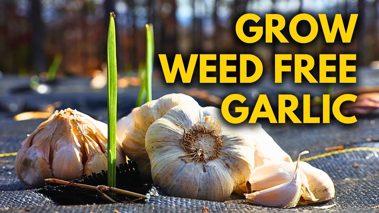 How to Plant Garlic Weed Free Using Special Soaking Recipe