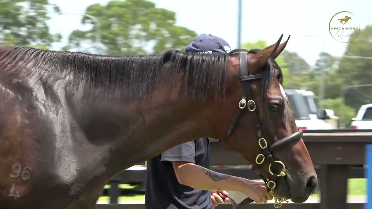 2026 Inglis Classic So You Think x White Russian Colt