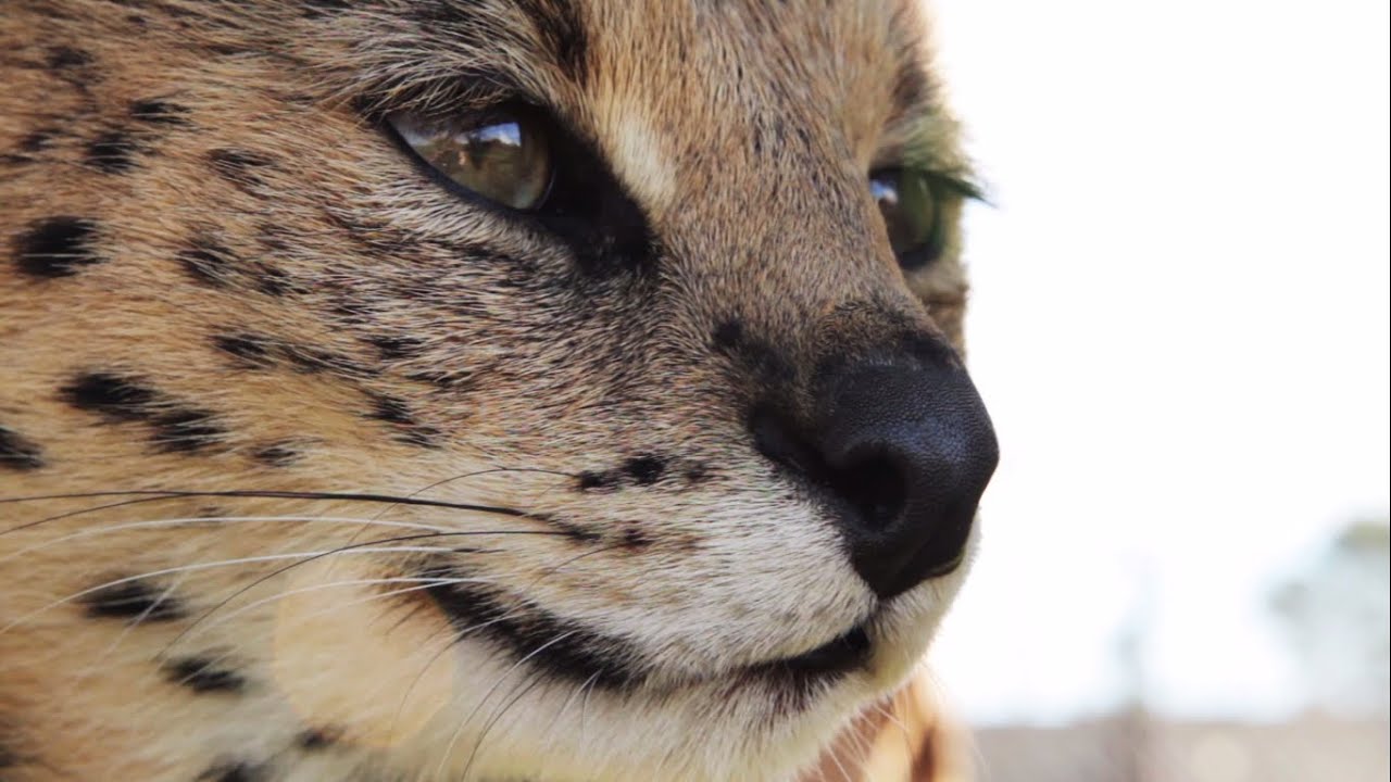 The Cheetah Experience Bloemfontein, South Africa