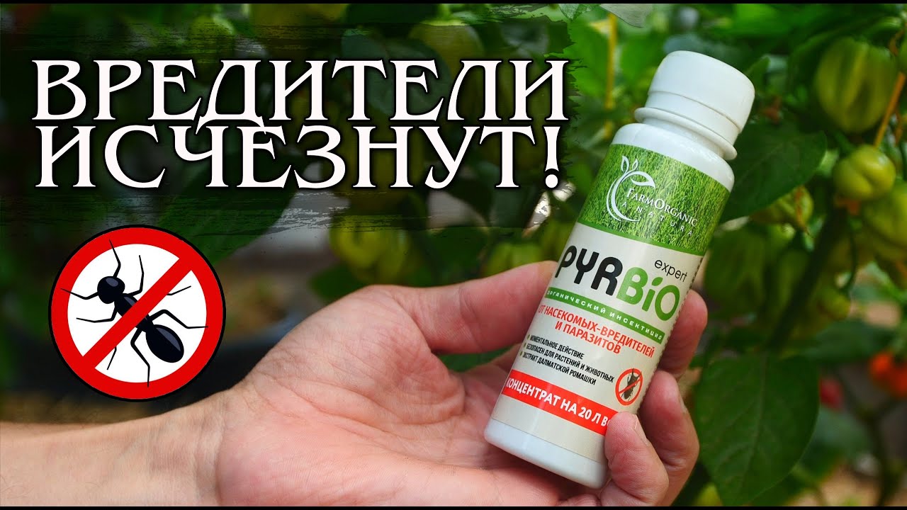 Лучшее средство от вредителей в теплице!