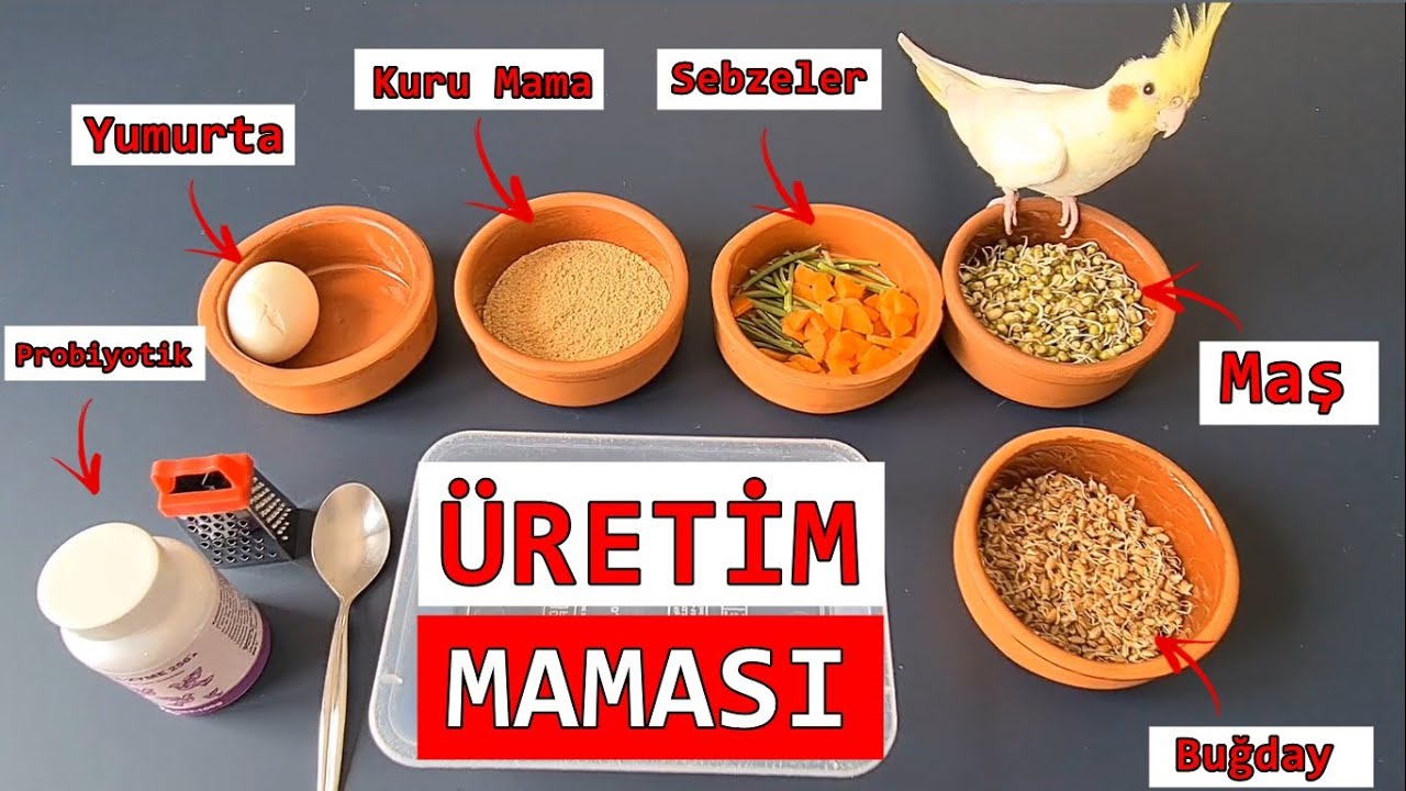 KÜRDAN ŞEF'TEN ÜRETİME HAZIRLIK MAMASI