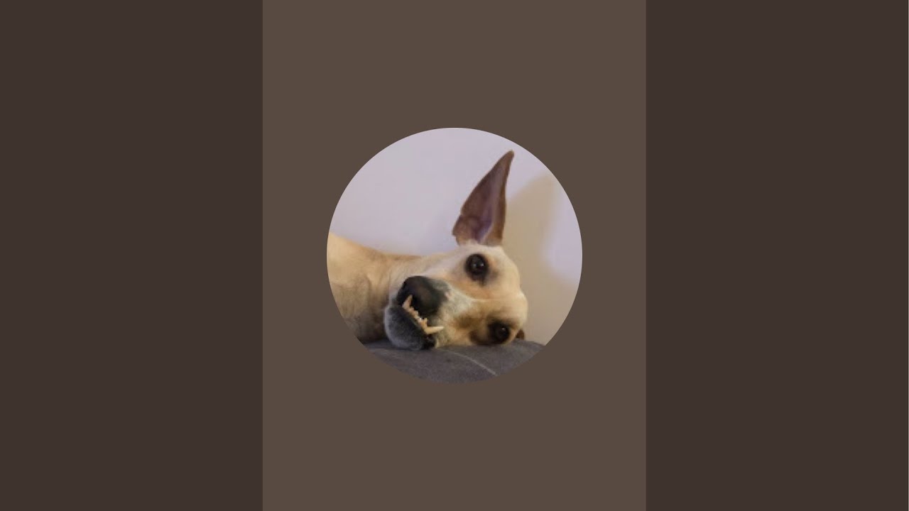 Alan the Wonky Dog is live