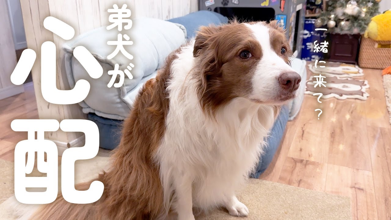 弟犬が心配で報告しに来てくれたお姉ちゃん犬が賢すぎた…👀✨【ボーダーコリー・オーストラリアンシェパード】