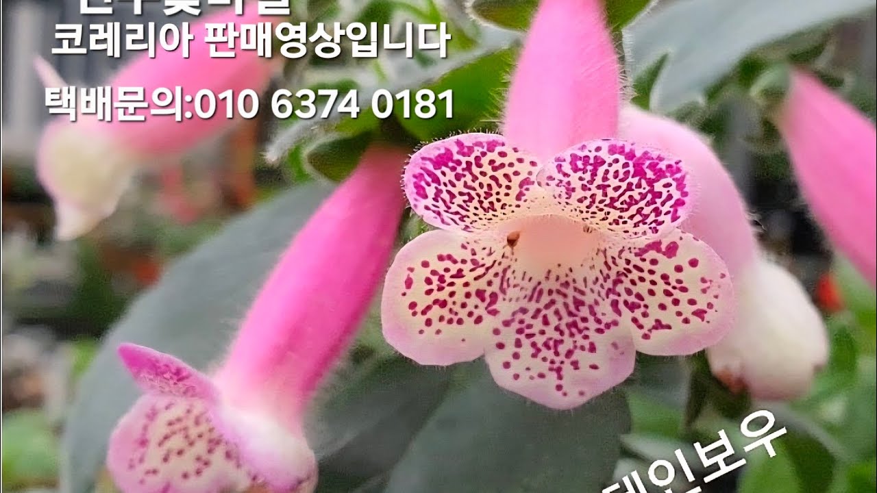 #코레리아판매영상