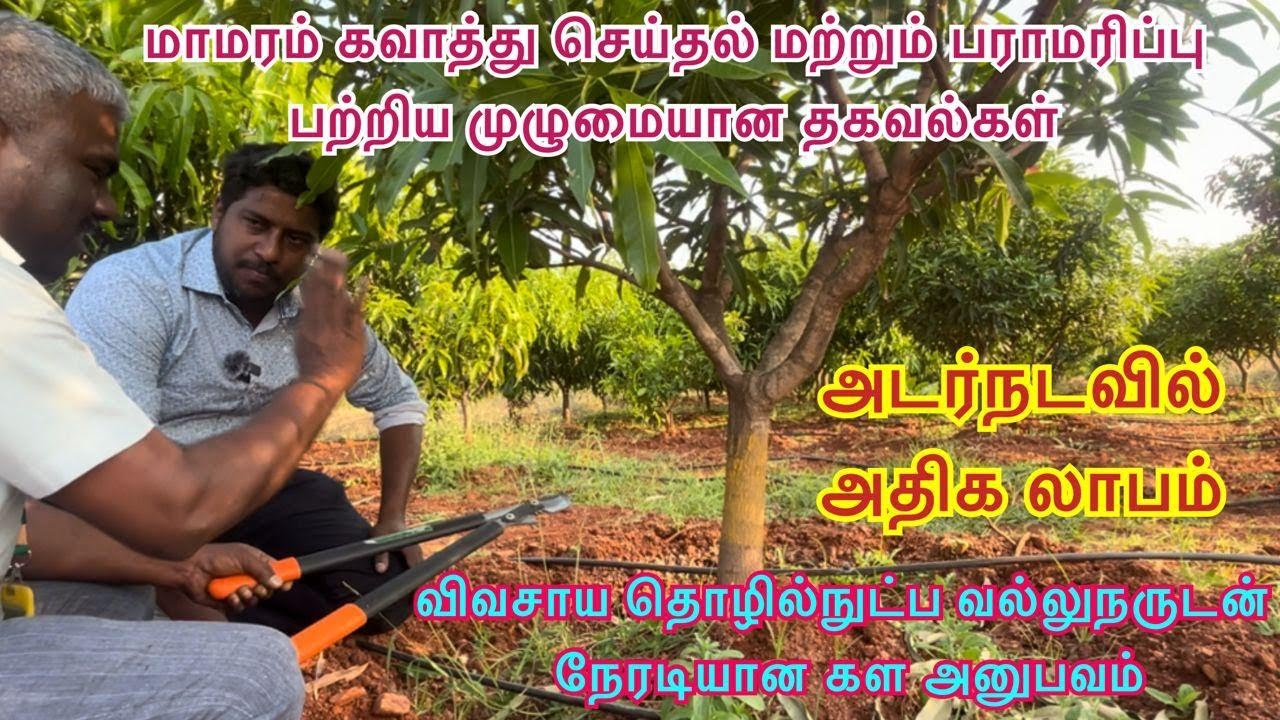 அடர் நடவு முறையில் மாமரம் வளர்ப்பு | கவாத்து செய்தல் |பராமரிப்பு | முறையான பராமரிப்பு| அதிக மகசூல்