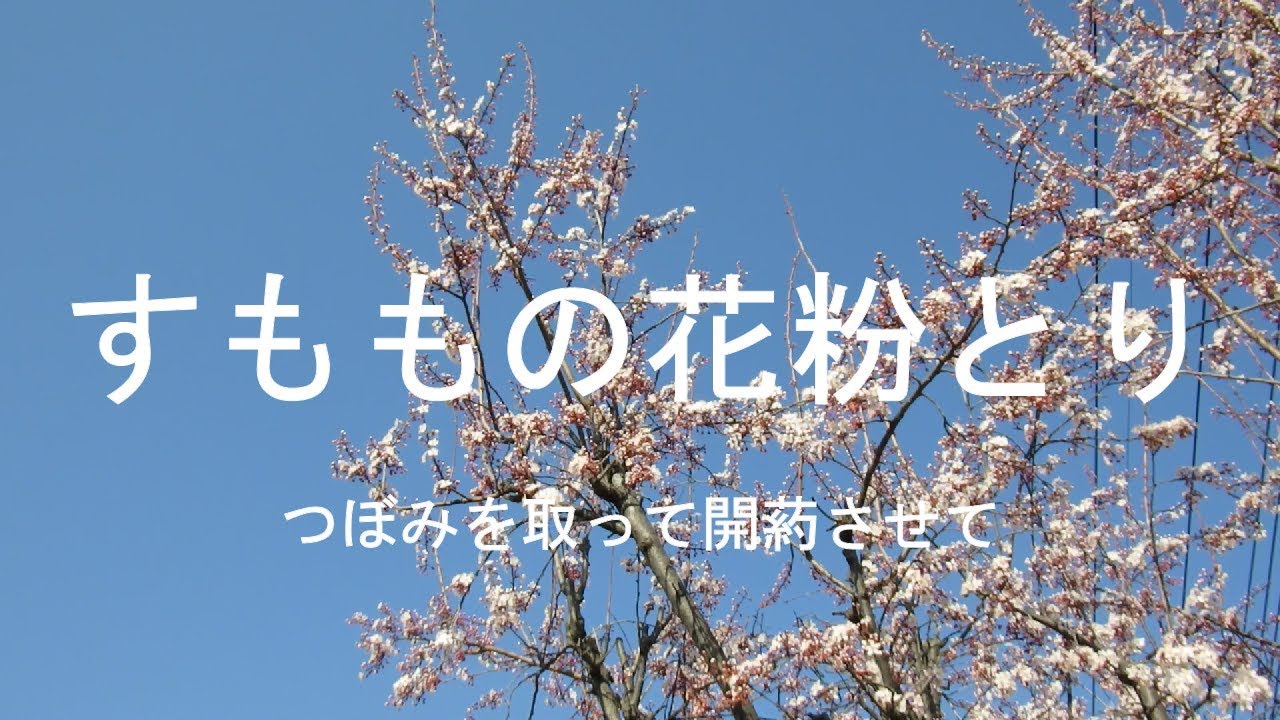 すももの花粉とり つぼみを取って開葯させて