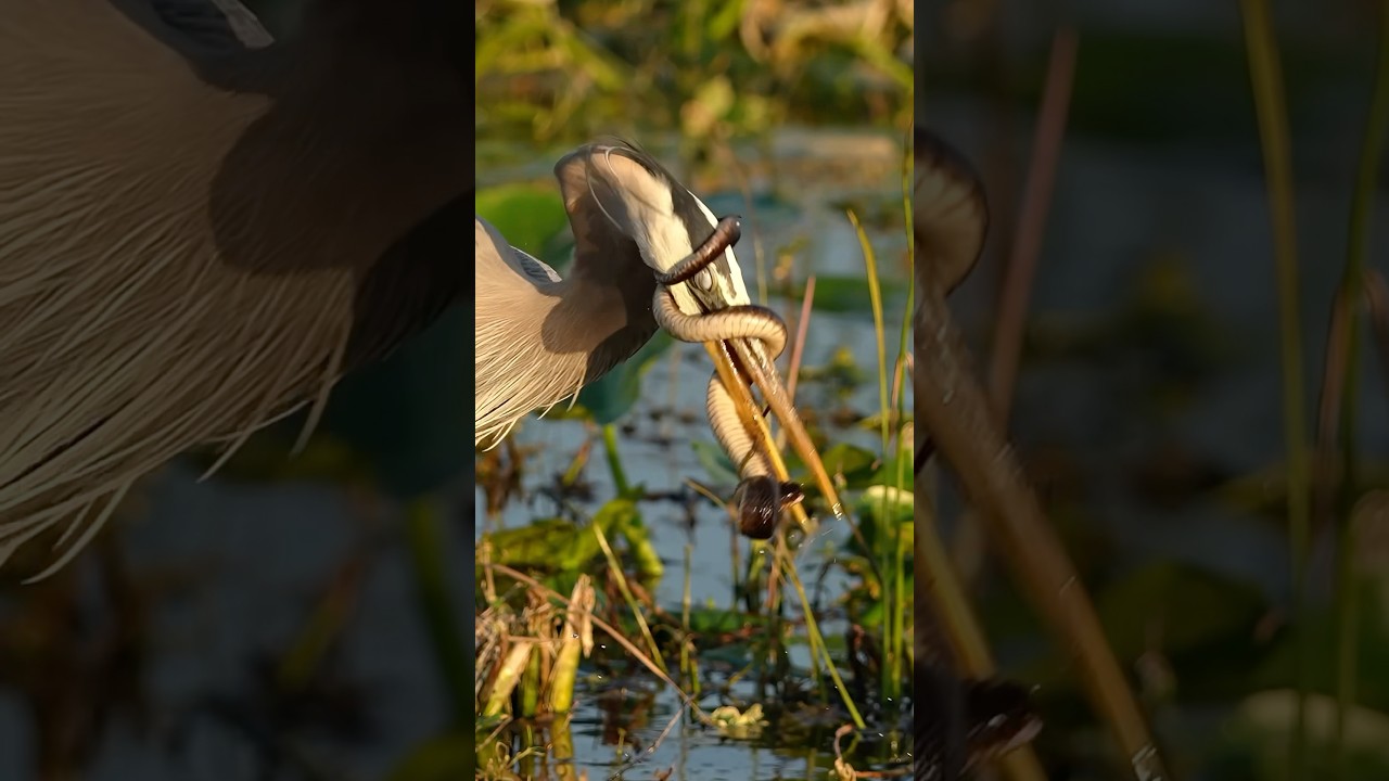 Savage great blue heron wrestles with a huge snake.