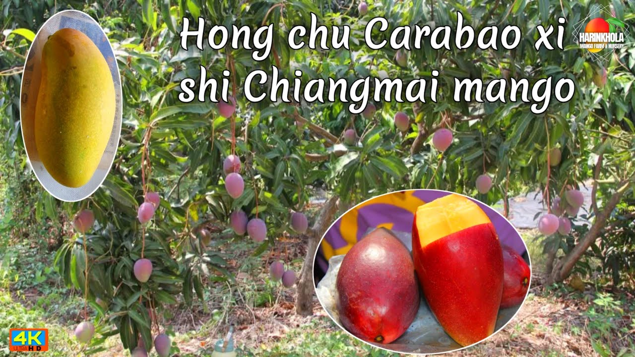 People from Assam came to see all the special varieties from Thailand, China, and the Philippines.
