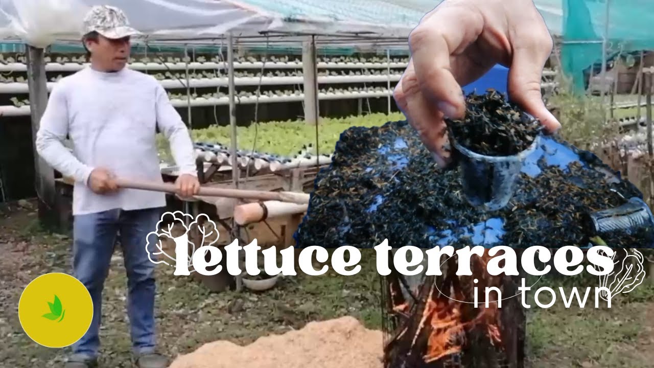 Carbonized Rice Hull as Growing Medium for Hydroponics?  CRH, Paano Gawin?