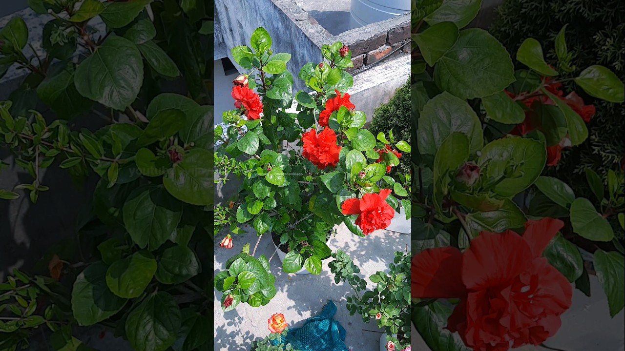 hibiscus in pot | terrace garden part 78 | double petals hibiscus | #gardening #flowers #hibiscus
