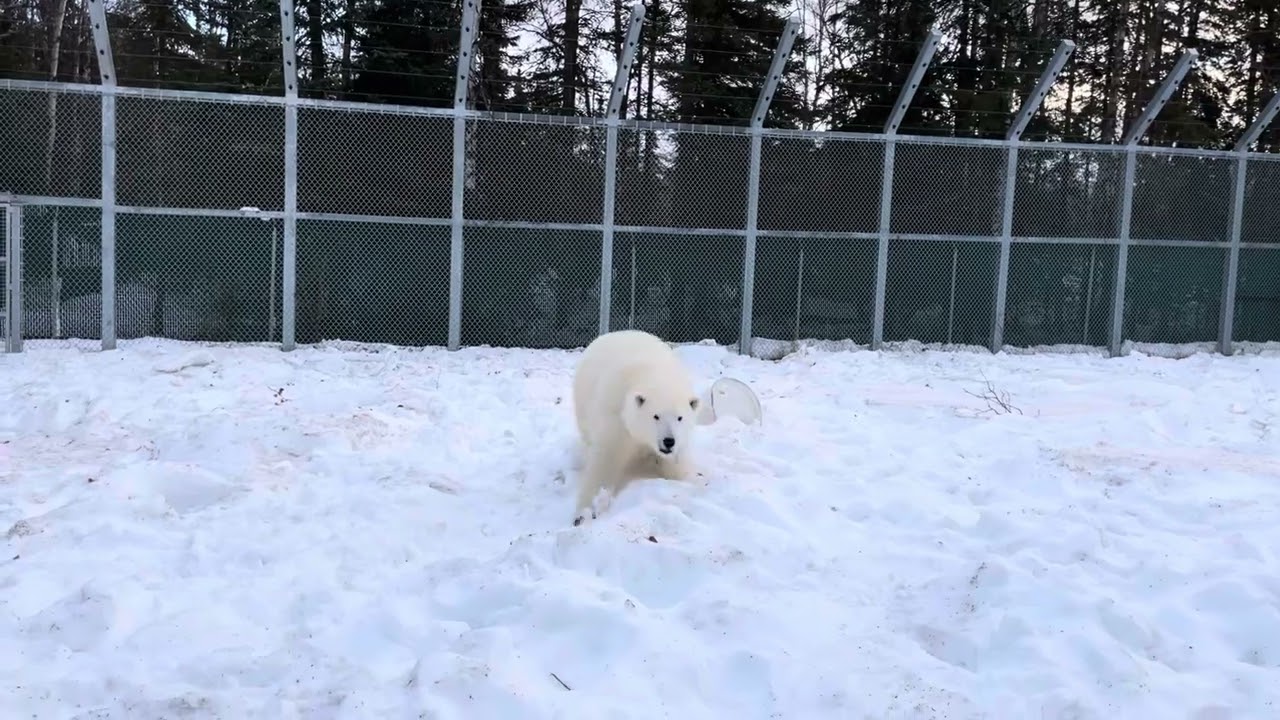 Young Polar Bear Kova Loves Her Back Yard!