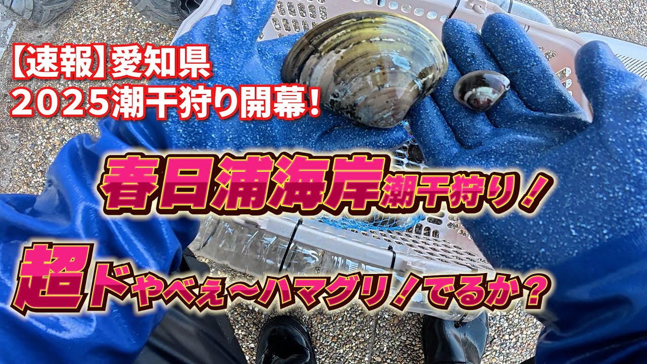 【2025年潮干狩り】速報！愛知県春日浦海岸潮干狩りどでかいハマグリ掘り起こせ！