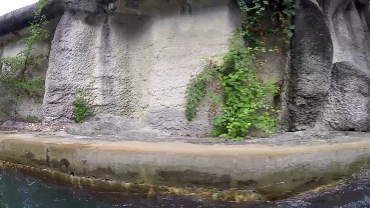 Rip Roarin' Rapids at Carowinds on-ride POV
