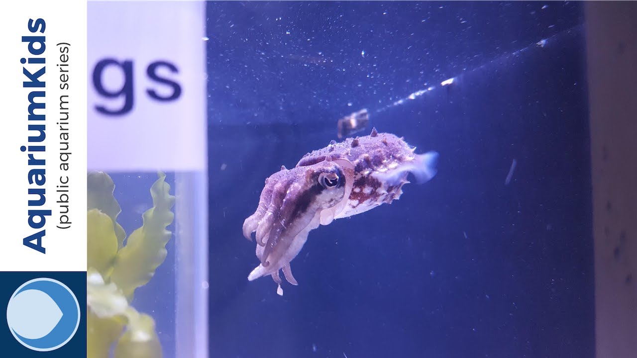 Dwarf Cuttlefish at the Seattle Aquarium (4K UHD)!