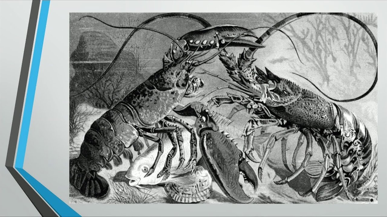 Jordan Peterson - What's the Deal with Lobsters?