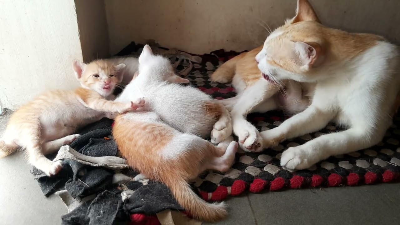 It's a good family cats are living together 
