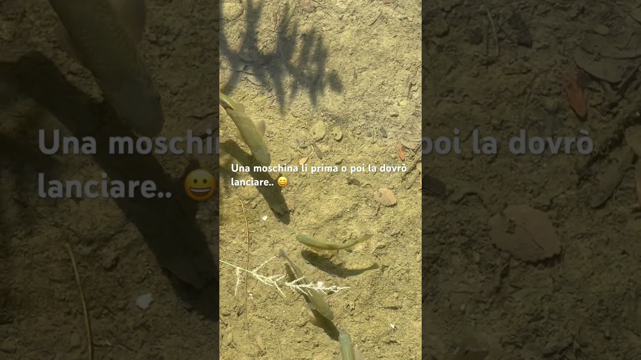 Pesca a mosca dietro casa #fishing #pescaamosca #flyfishing #pescaspinning pescare