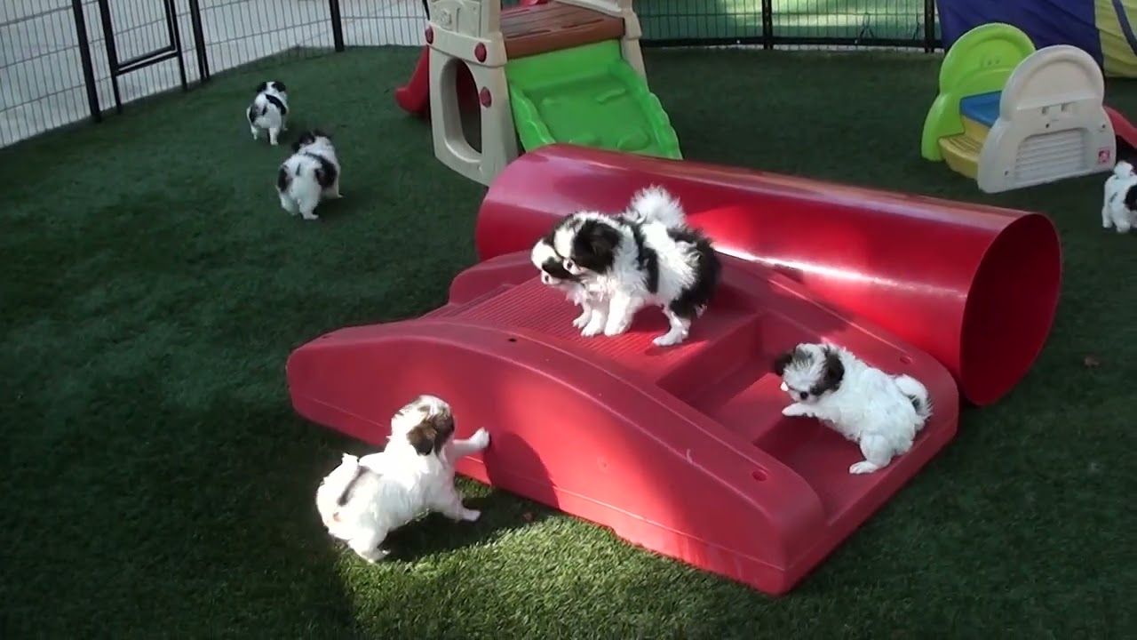 Japanese Chin