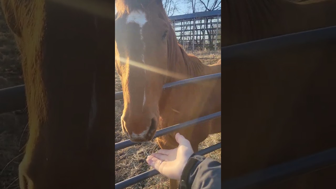 Morning check on the Farm!