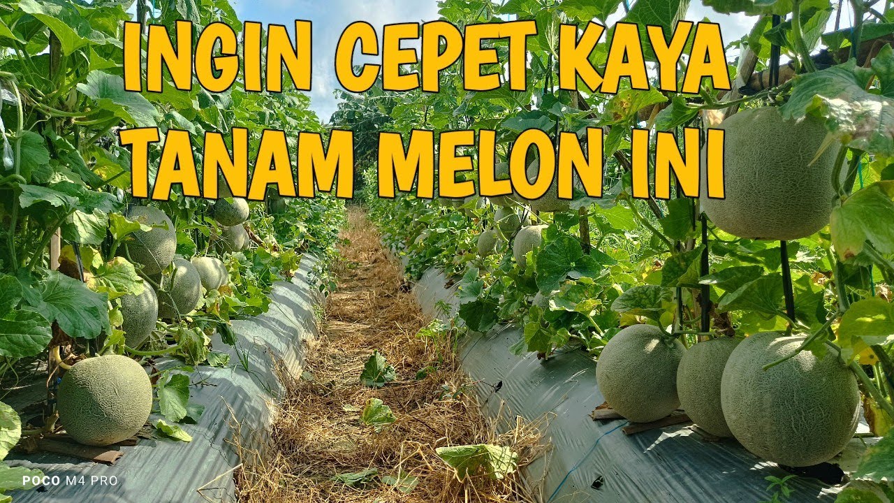 MELON LOAYIN 29 USIA 62HST #melon #farming 