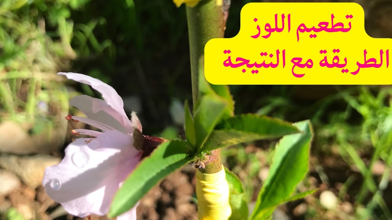 كيفية تطعيم شجرة اللوز المر الطريقة مع النتيجة||تطعيم اشجار اللوز || grafting fruits trees