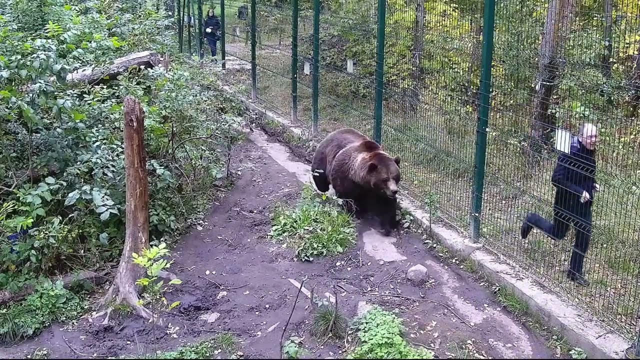 Наперегонки с медведем Мансуром