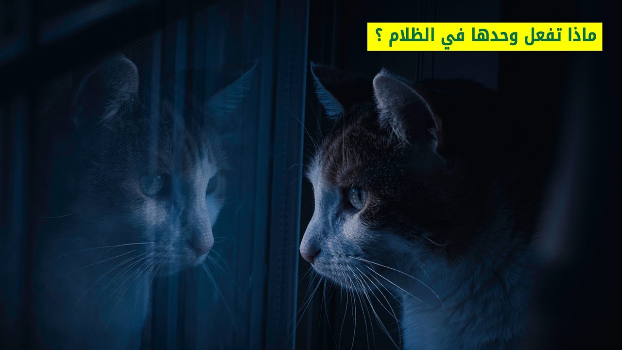 لماذا قطتي تبقى مستيقظة أثناء الليل ؟