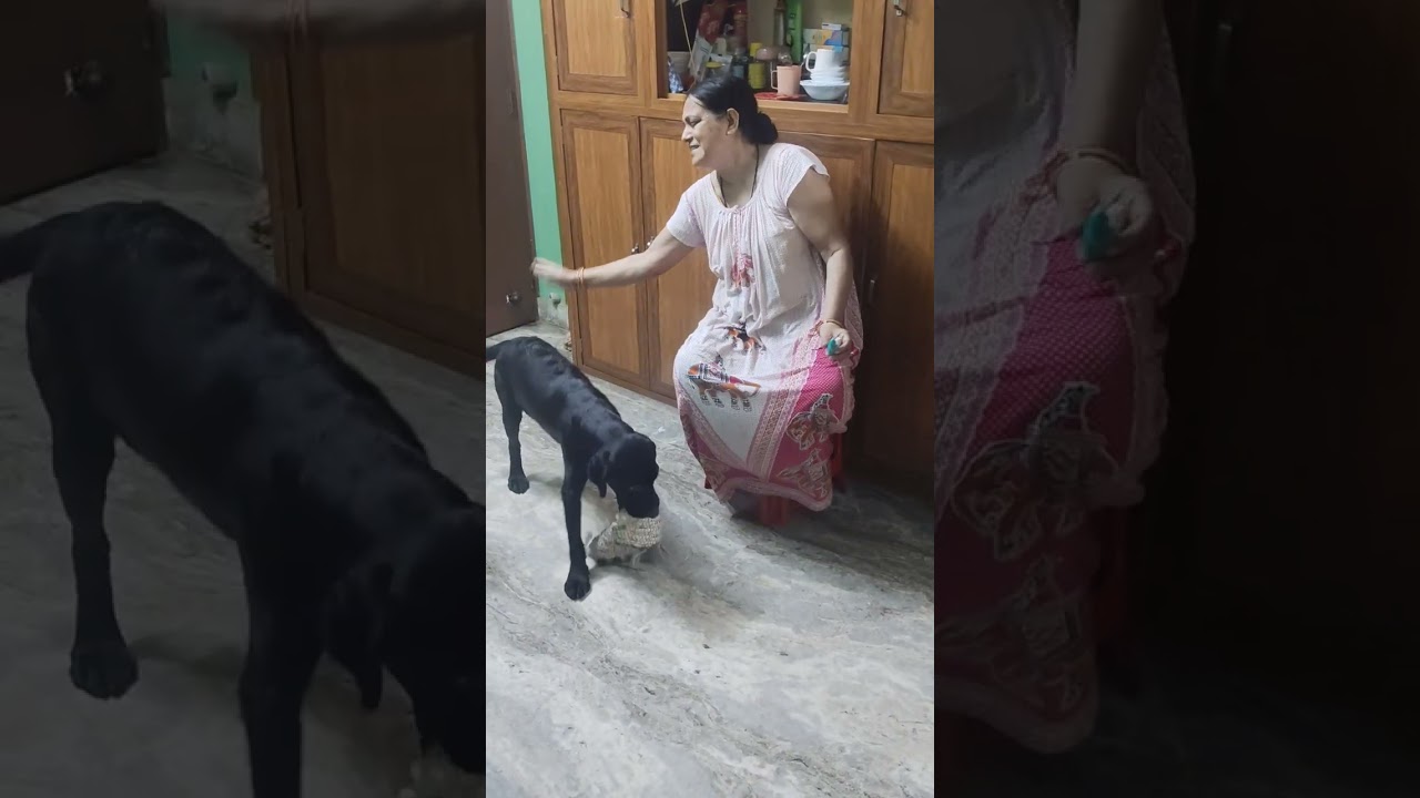 Rani Playing 🦮 #labrador #labchannel #dog #dogbreed #doglove #funny #pets #cutedog #cute 